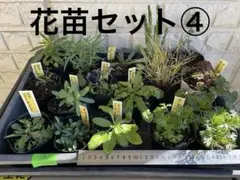 花苗セット④