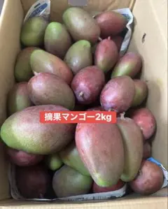 グリーンマンゴー沖縄県産4キロ期間限定 - メルカリ