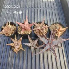 2026年最新】ロウルサンコ アロエの人気アイテム - メルカリ