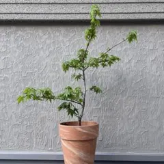 モミジ 珊瑚閣 鉢植え 苗木 H70cm前後 イロハモミジ ヤマモミジ カエデ