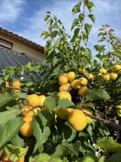 りくくう様専用　あんず3キロ　5〜8センチ