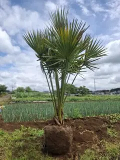 引き取り限定品　【大株　本物のオニサバル】20cmの幹上がり　埼玉県さいたま市 配送不可能【大株 本物のオニサバル】20cmの幹上がり 埼玉県さいたま市