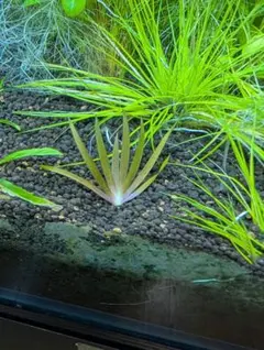 ぐ*す様 xyris sp red水中葉1株 水草 ADA 水槽 - メルカリ