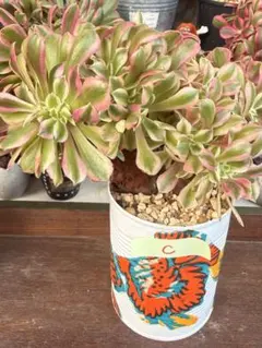 2026年最新】アエオニウム 綴化の人気アイテム - メルカリ