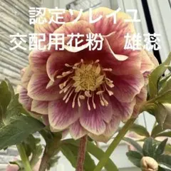 2026年最新】ソレイユ クリスマスローズの人気アイテム - メルカリ