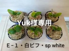 Ｅ−１・sp white・白ビフ｜幼苗｜第四種郵便のサムネイル