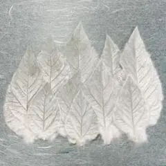 押し花　 NO.950 ギンバヒマワリの葉