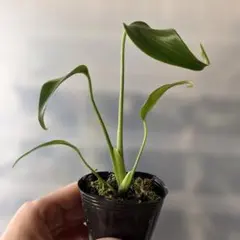 2026年最新】バールマルクスフレームの人気アイテム - メルカリ