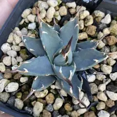 2025年最新】アガベ ネバデンシスの人気アイテム - メルカリ