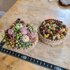 多肉植物　そのまま飾れる寄せ植え　麻かごのドルチェ風とチマ寄せ2点セット