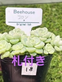 Bee houseさん苗 ホリコロ×(銀天女×メキシカン) 抜き苗 札付き 多肉植物 エケベリア【メキシカンスノーボール】抜き苗 - メルカリ