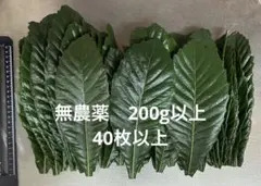 びわの葉　無農薬　200g以上のサムネイル