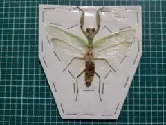 2026年最新】カマキリ標本の人気アイテム - メルカリ