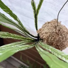 アスプレニウム アンティキューム 苔玉 - メルカリ