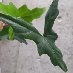 TIMEZ.様 リクエスト 2点 まとめ商品