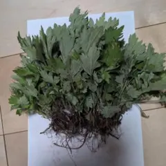 新鮮 よもぎ 根付き 苗 香味野菜