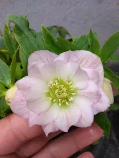 優作荒木様　アスパラ苗×1