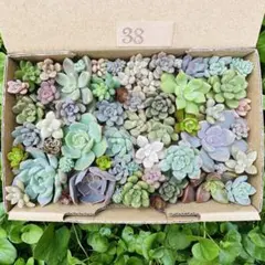 ✾38ちまちま寄せ植え　カット苗　多肉植物　寄せ植えセット　詰合せ　ゆうパケットのサムネイル