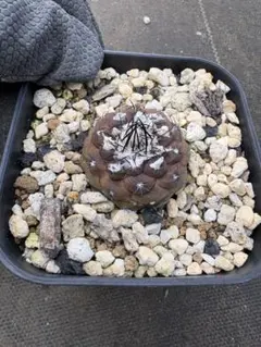 サボテン コピアポア ヒポガエア ②のサムネイル