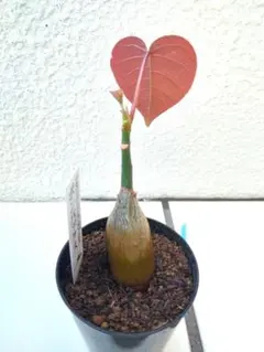 【週末限定セール！】ボンバックス 塊根植物 現物発送 コーデックスのサムネイル