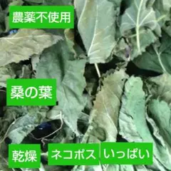 말린 뽕나무 잎, 고양이 포수 가득, 살충제 사용 없음