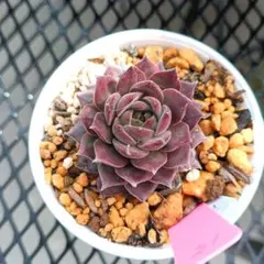 2026年最新】センペルビウムの人気アイテム - メルカリ