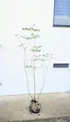 山採り天然　アオダモ　5本立ち　35 アオダモ 販売