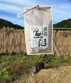 【 はさかけ米・魚沼産コシヒカリ ・減農薬】白米1.5kgのサムネイル