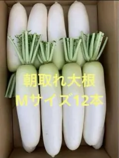大根 野菜