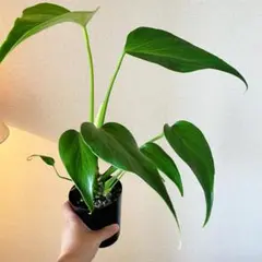 超希少❗️フィロデンドロン リカルドイ✨ - メルカリ