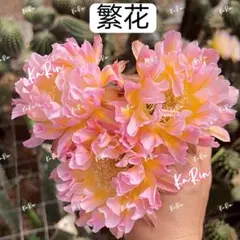 93-孔雀の花 新品種花サボテン ロビビア属 複色咲き カキコ - メルカリ