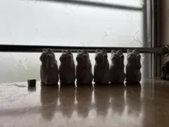 招き猫6匹