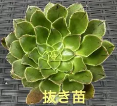 2026年最新】観葉植物 アエオニウムの人気アイテム - メルカリ