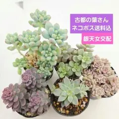 ❣️札付き 多肉植物 セダム 古都の葉さん苗★3苗セット★ ❣️札付き 多肉植物 セダム 古都の葉さん苗☆3苗セット☆