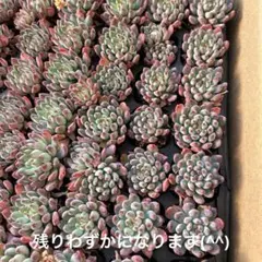多肉植物　エケベリア　韓国苗　青リンゴ2苗　抜き苗セット