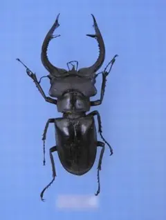 2026年最新】ミヤマクワガタ 標本の人気アイテム - メルカリ