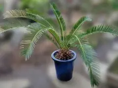 2026年最新】ソテツの葉の人気アイテム - メルカリ