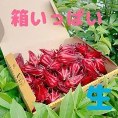 ローゼル青萼　種抜き処理済 　元重量2kg分　④ ローゼル青萼 種抜き処理済 元重量2kg分 ④ ローゼル 種