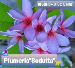 2026年最新】プルメリア 種子の人気アイテム - メルカリ