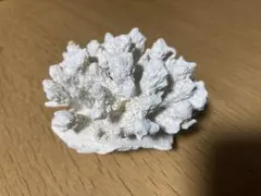 珊瑚 サンゴ 水槽レイアウト 約9cmのサムネイル