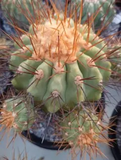 ホワイト様 リクエスト 2点 まとめ商品