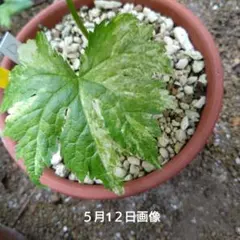 山野草　斑入り　シラネアオイ　5号鉢B 山野草 斑入り シラネアオイ 5号鉢B - メルカリ