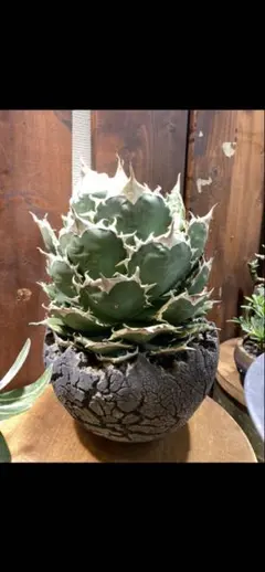 2025年最新】アガベ チタノタ ボールの人気アイテム - メルカリ