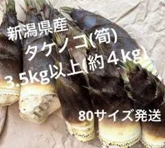無農薬 新潟県産 孟宗竹 筍 採れたて 8本 箱込み5Kg - メルカリ