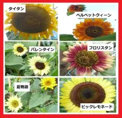 6種類　ひまわりの種