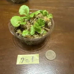 7-f ビカクシダ リドレイ胞子培養苗 複数株セットのサムネイル
