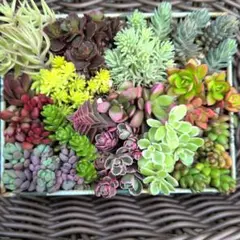 エケベリアセダム14種類セット　カット苗　多肉植物