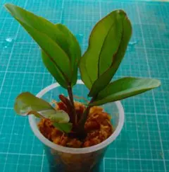 ゆず様専用 エキノドルス フランスストーフェルス (水上葉)