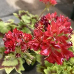 JuneJune様 リクエスト 2点 まとめ商品