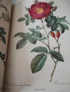 2026年最新】ルドゥーテコレクションの人気アイテム - メルカリ